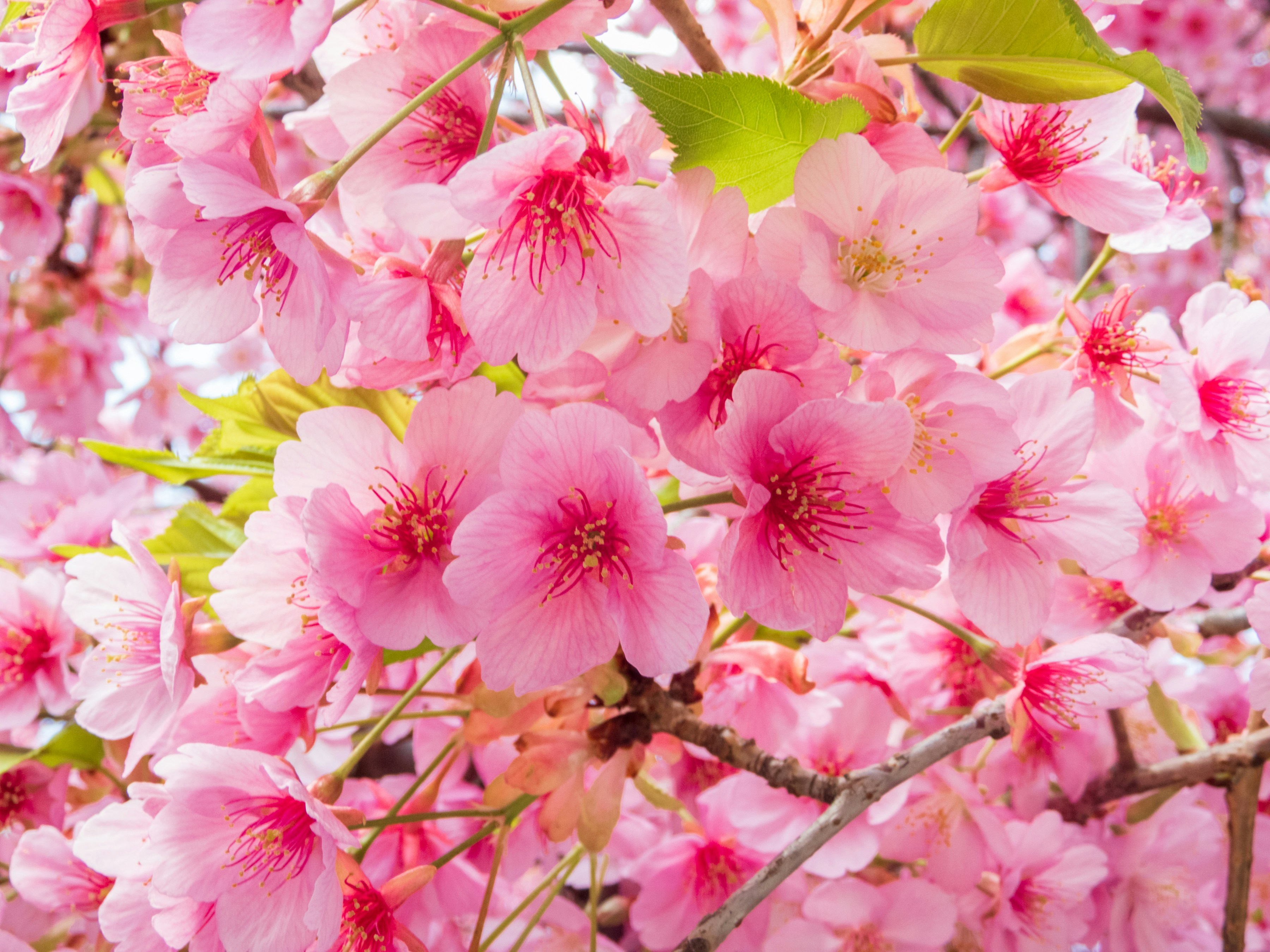 Photo by heppoko_yama