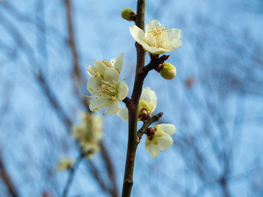 a close up of a flower on a tree branch