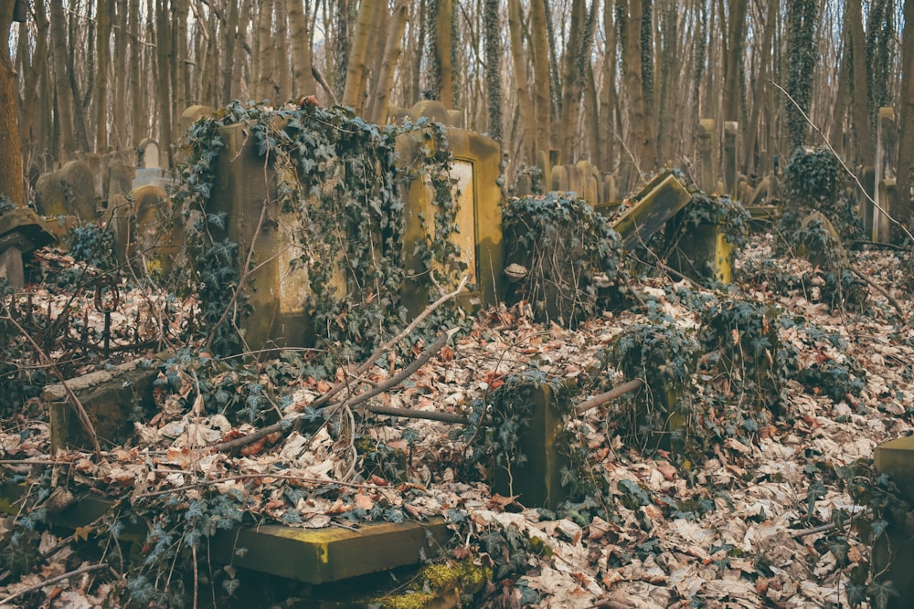 Un mucchio di vecchie lapidi in una foresta