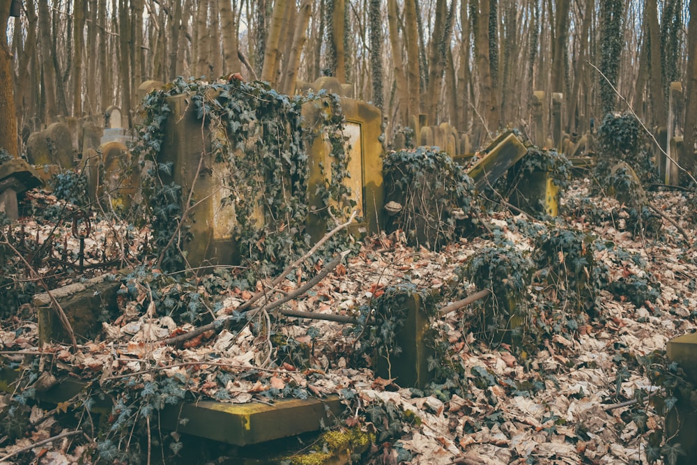 a bunch of old tombstones in a forest
