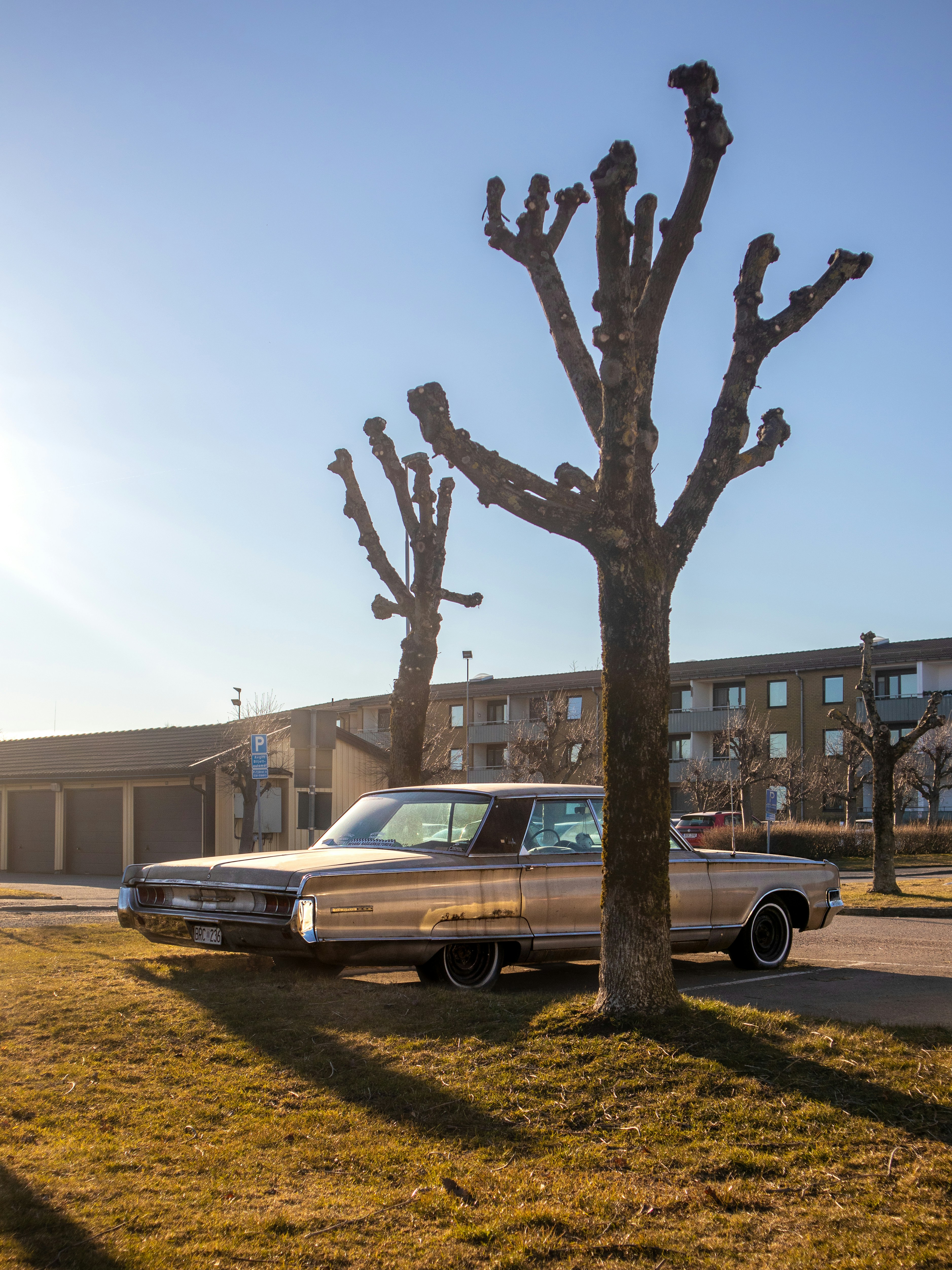 a car parked next to a tree in front of a building