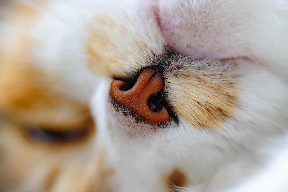 a close up of a cat's eye and nose