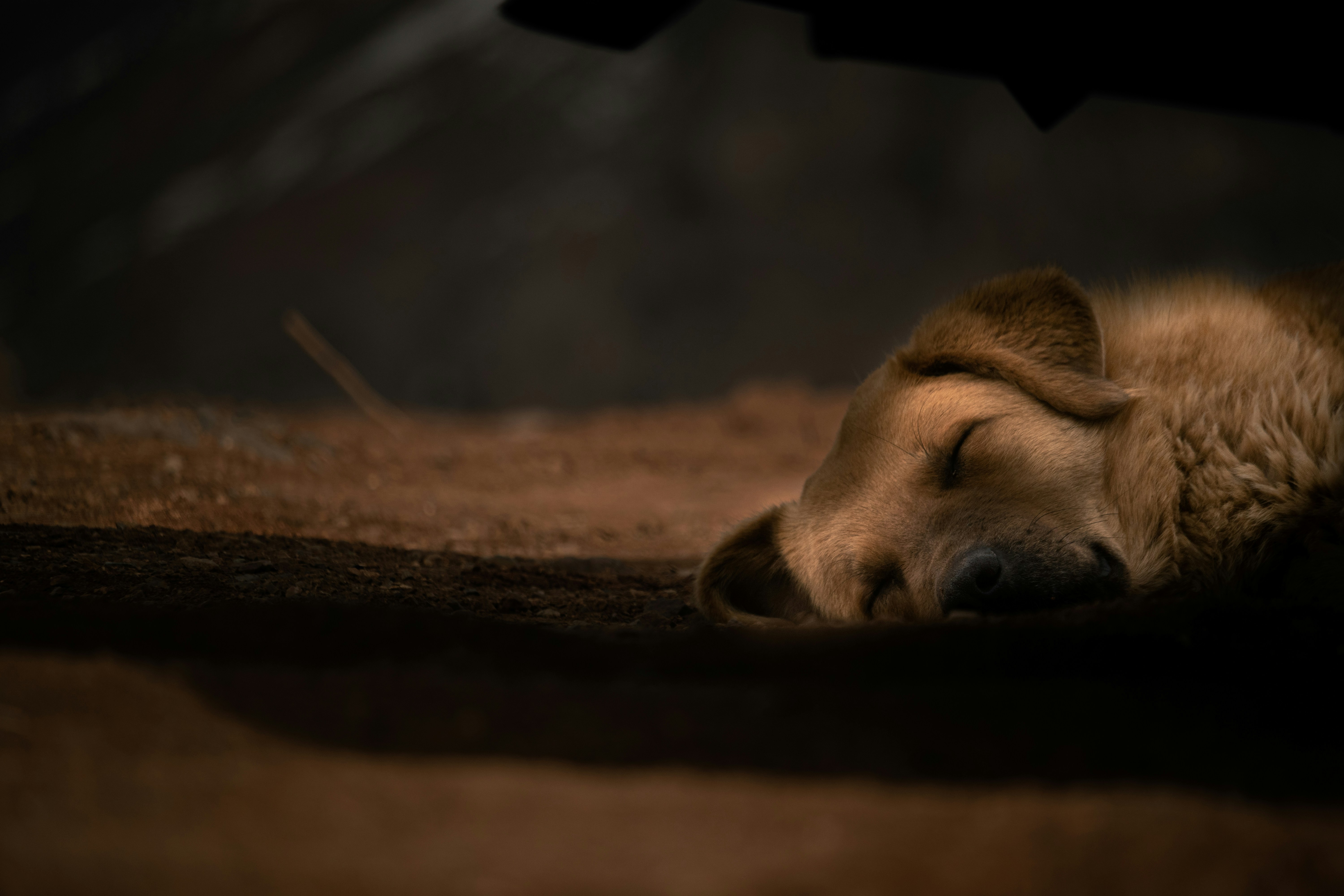 a dog sleeping on the ground in the dark