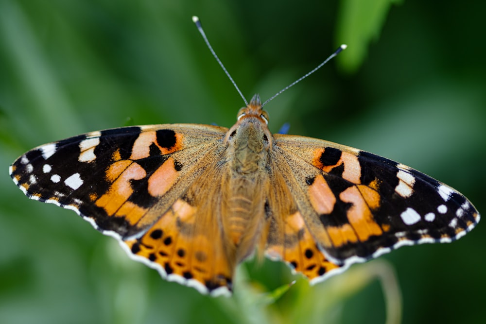 a close up of a butterfly on a plant