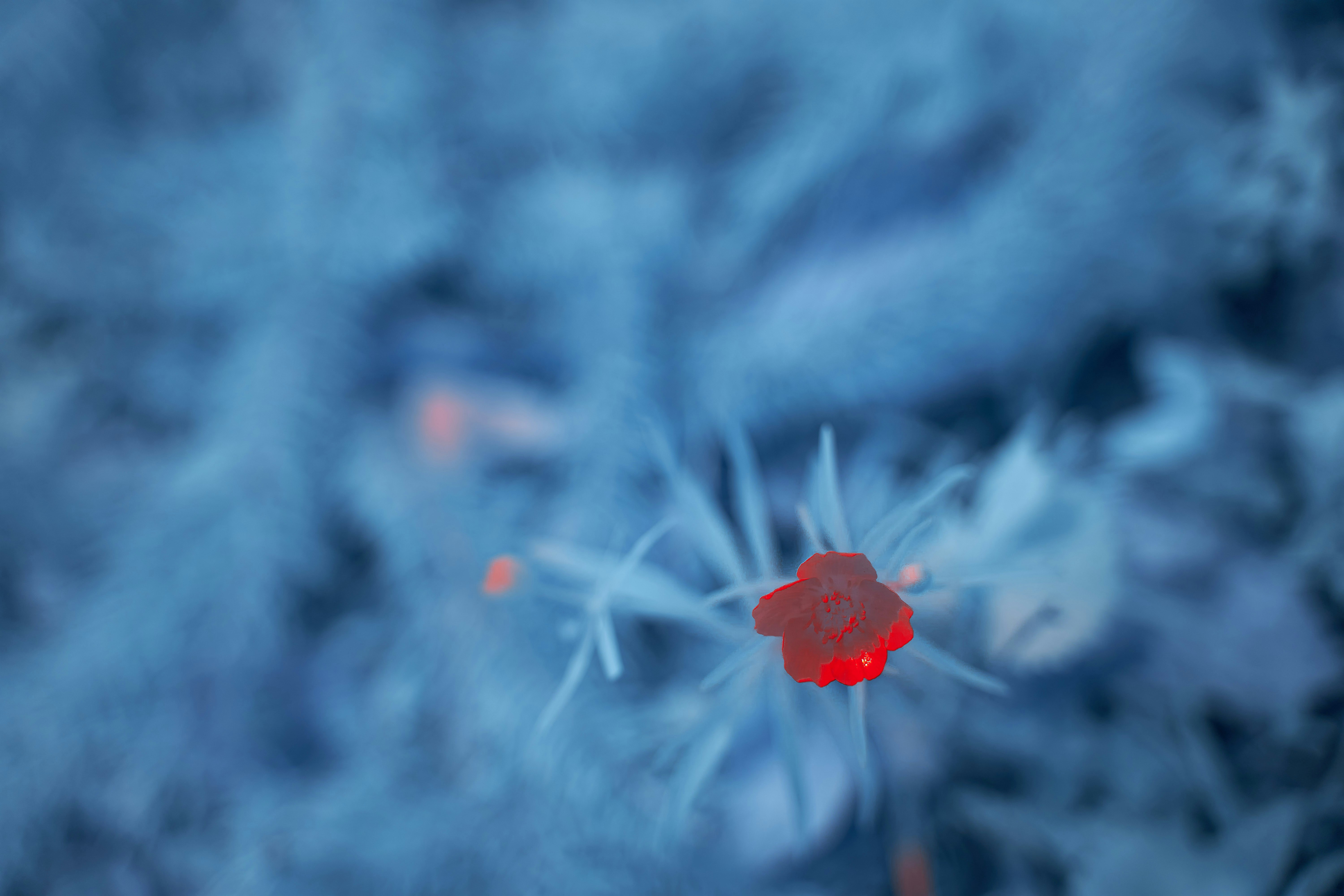 Photo by wolfgang_hasselmann