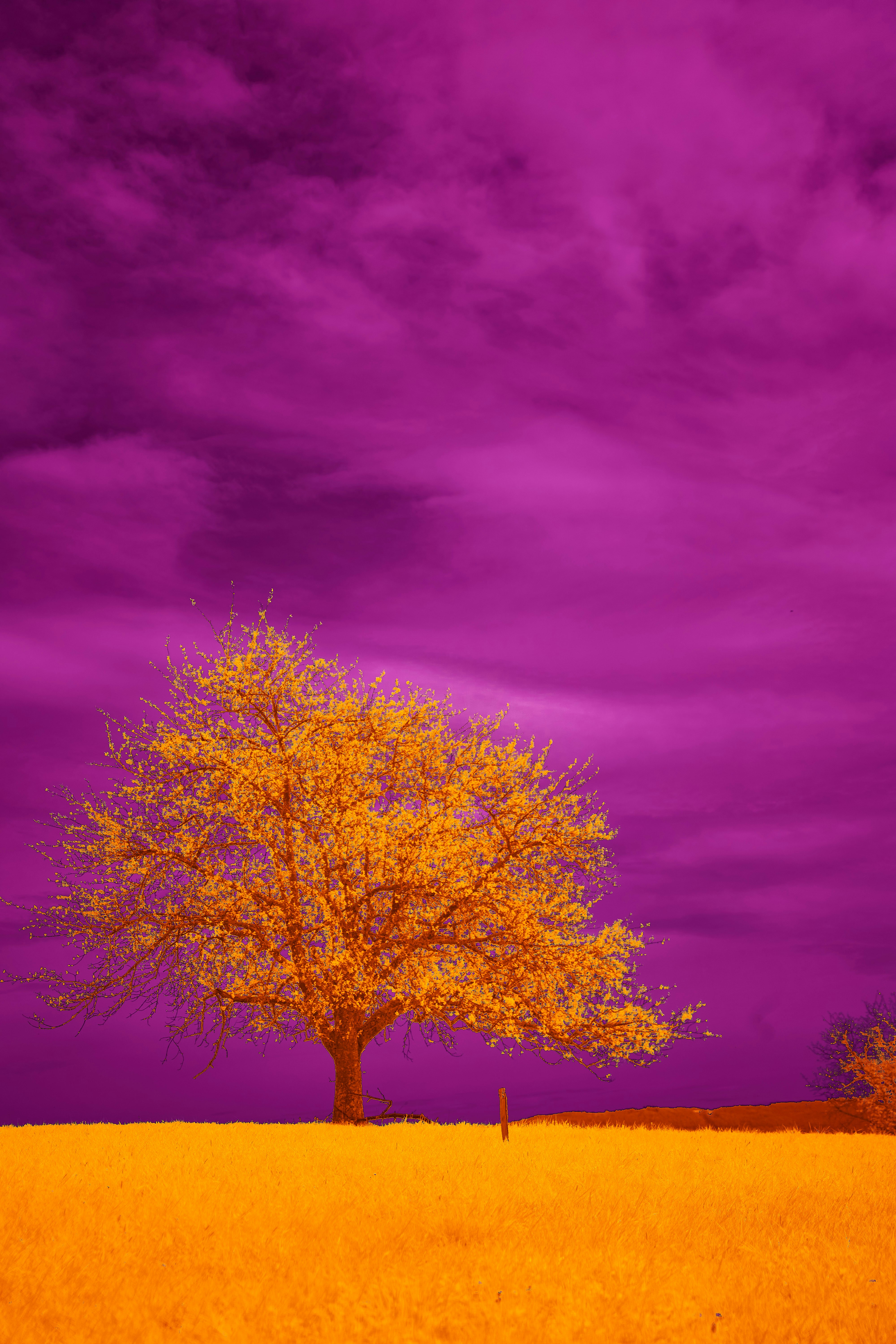 Photo by wolfgang_hasselmann