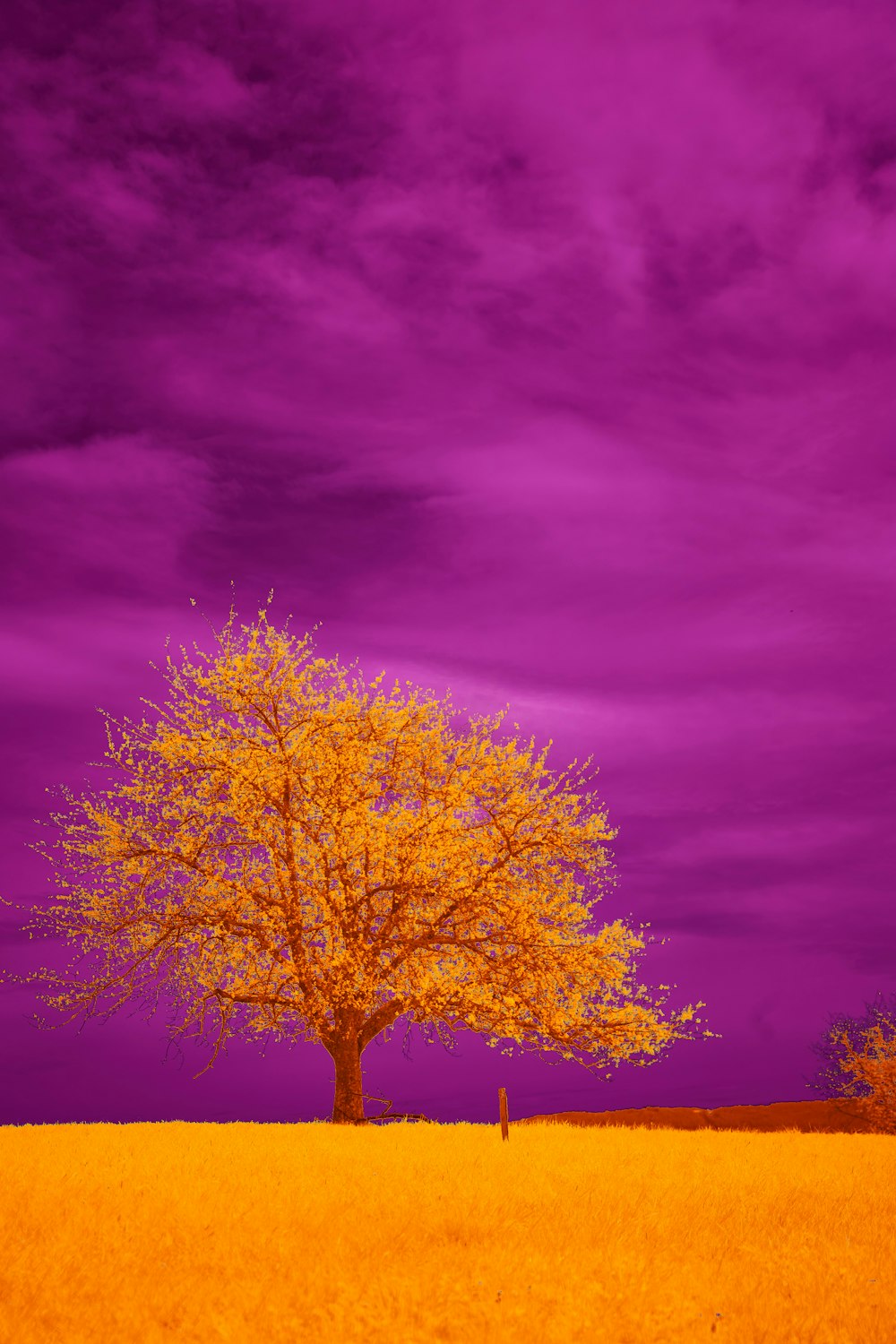 a lone tree stands in a field under a purple sky