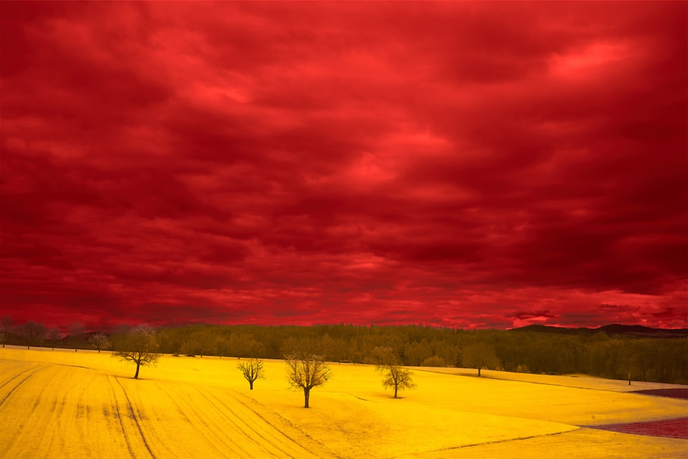 a red sky over a yellow field with trees