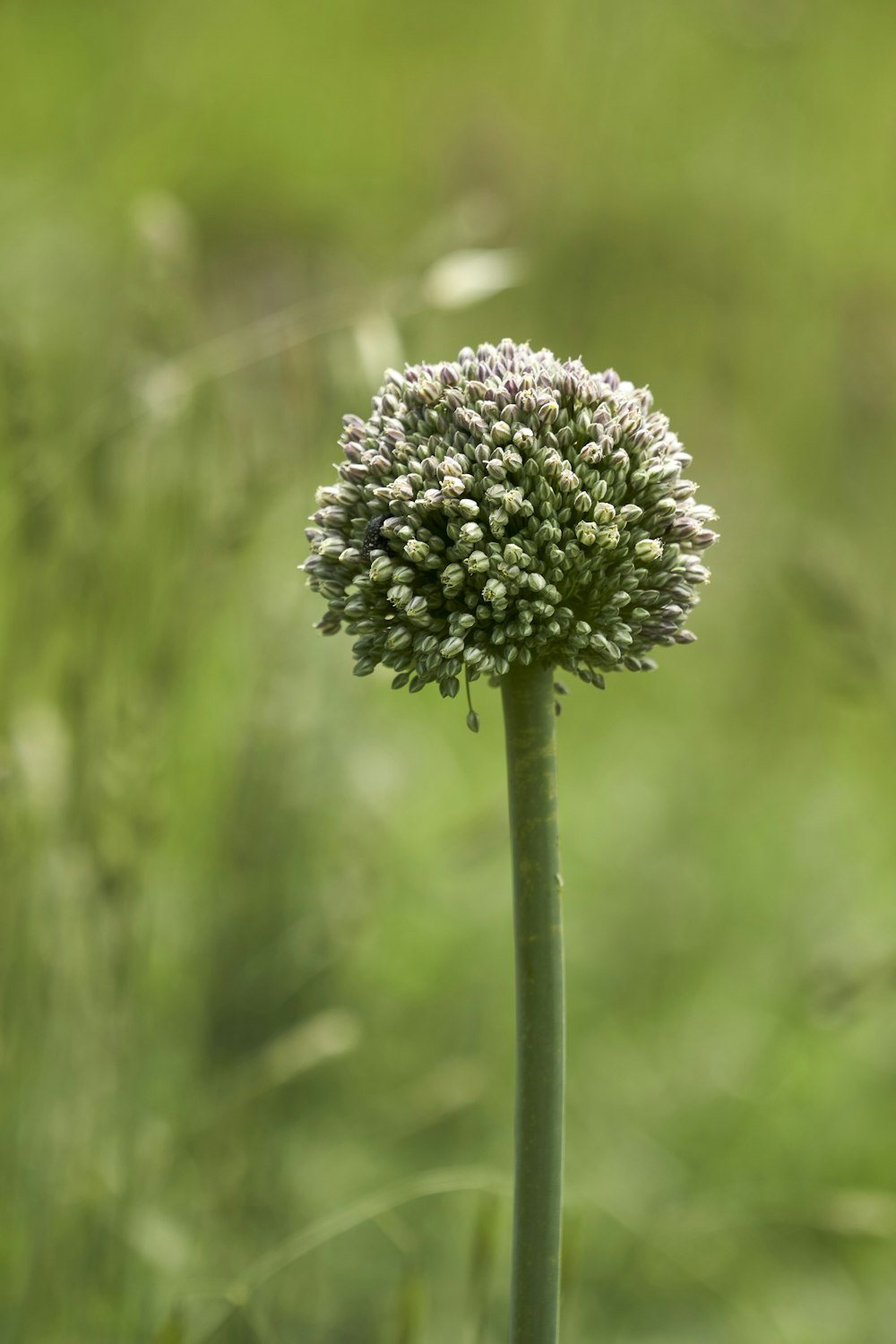 a close up of a plant with a blurry background