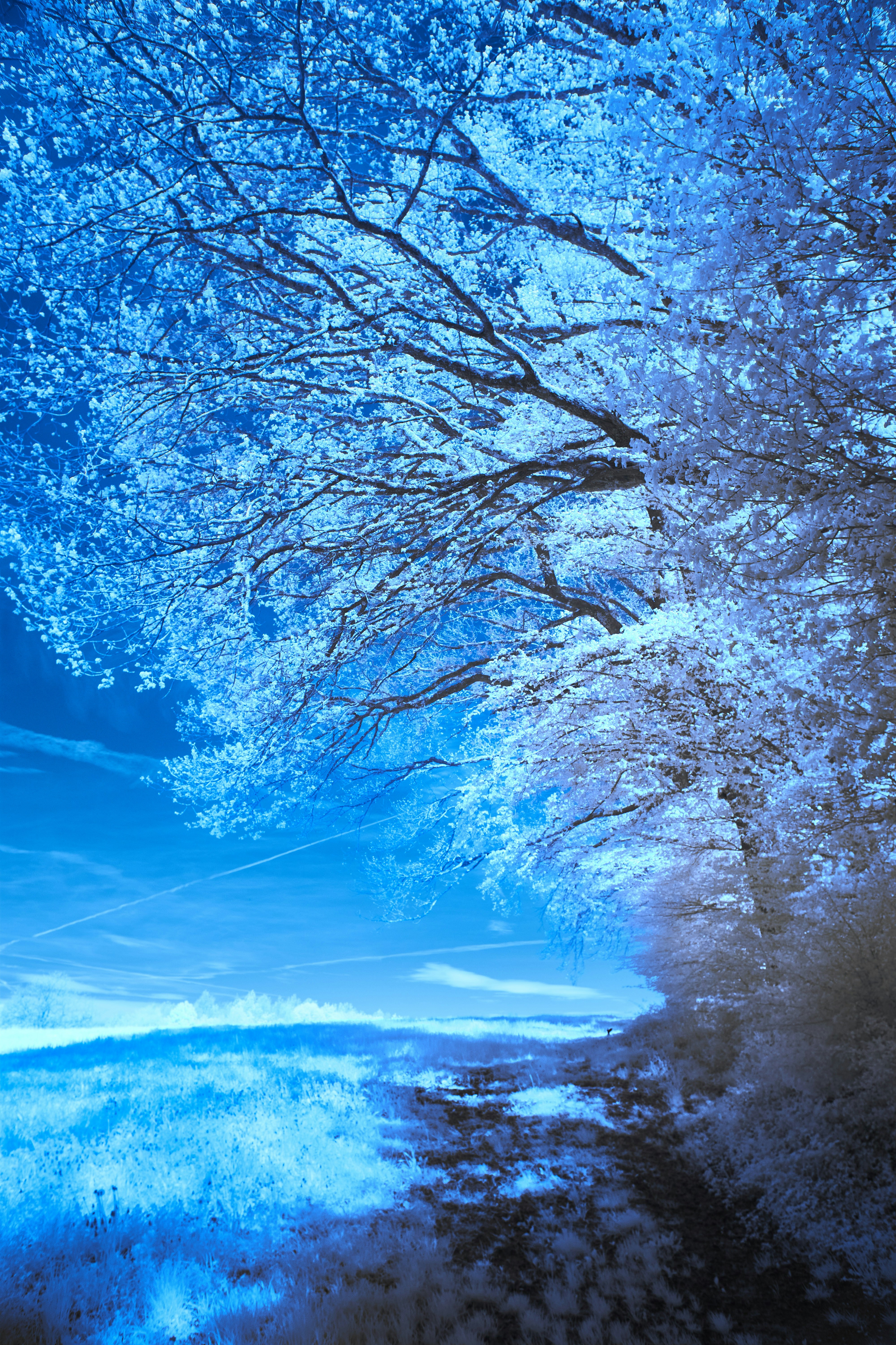 Photo by wolfgang_hasselmann