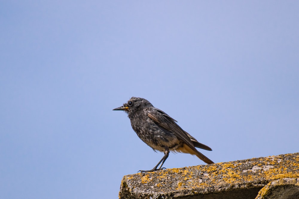 a small bird sitting on top of a stone wall