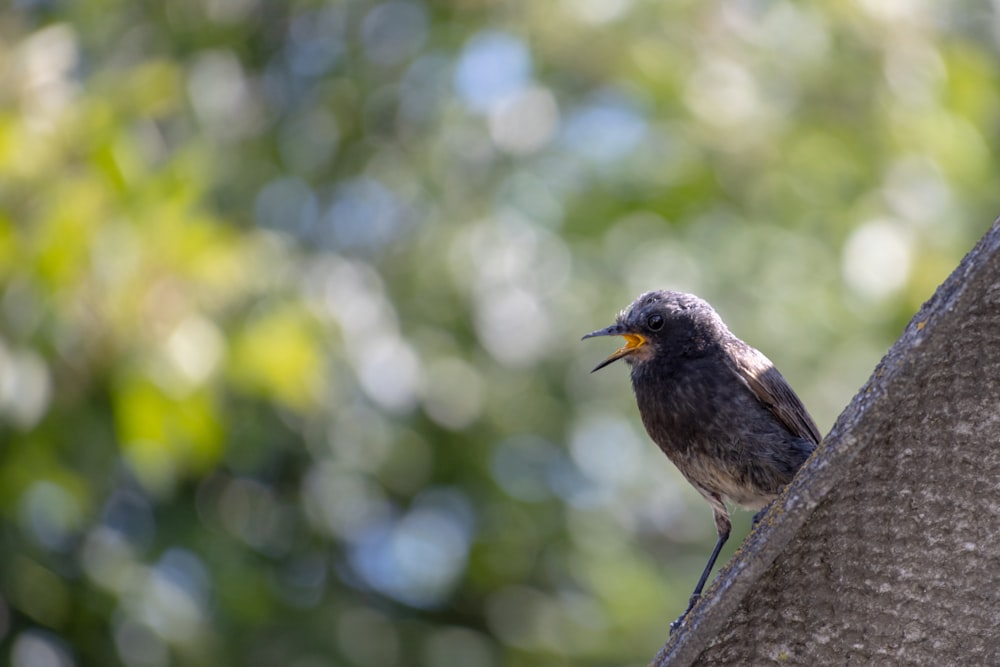 a small bird sitting on top of a tree