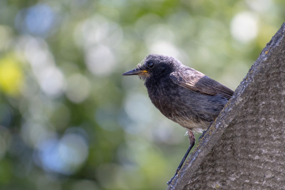 a small bird perched on the side of a tree