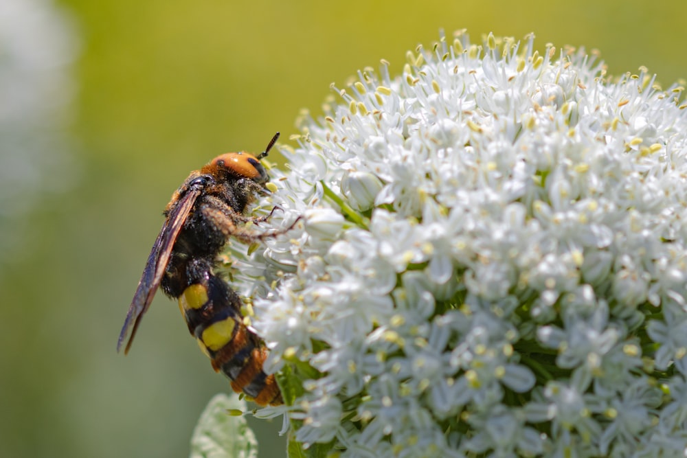 a close up of a bee on a flower