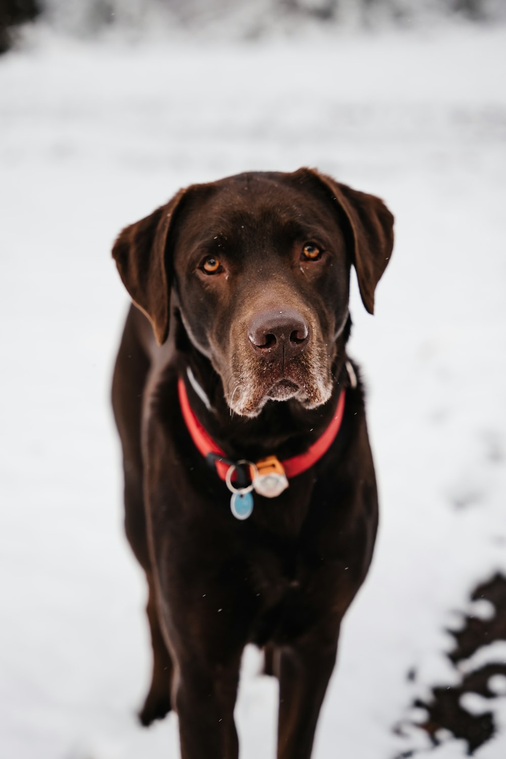 a brown dog standing in the snow looking at the camera