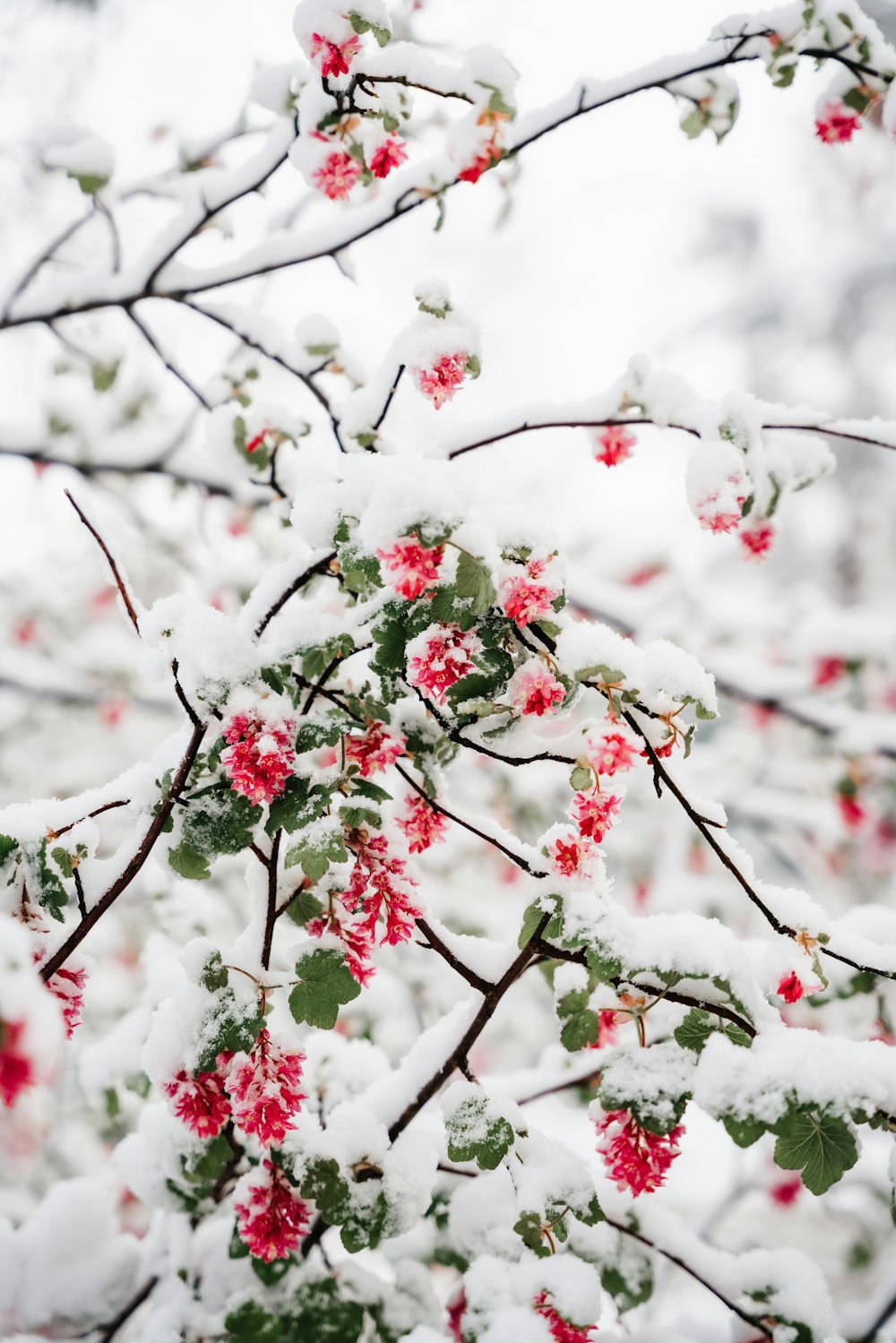 a tree covered in snow with red flowers