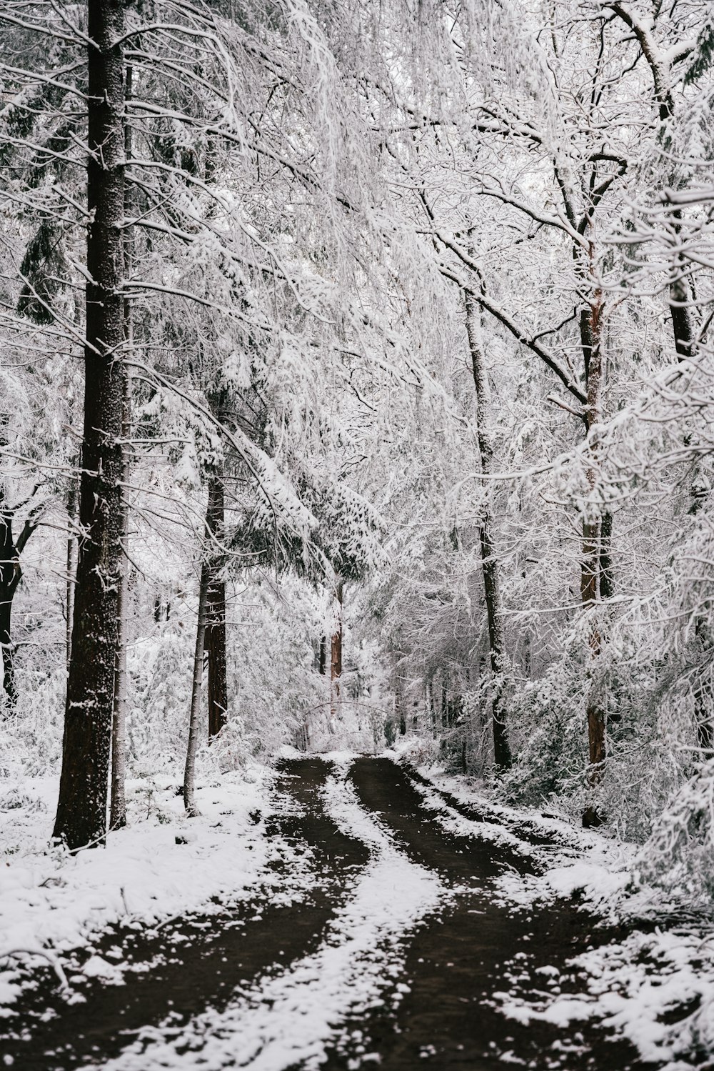 a snow covered road in a forest with trees