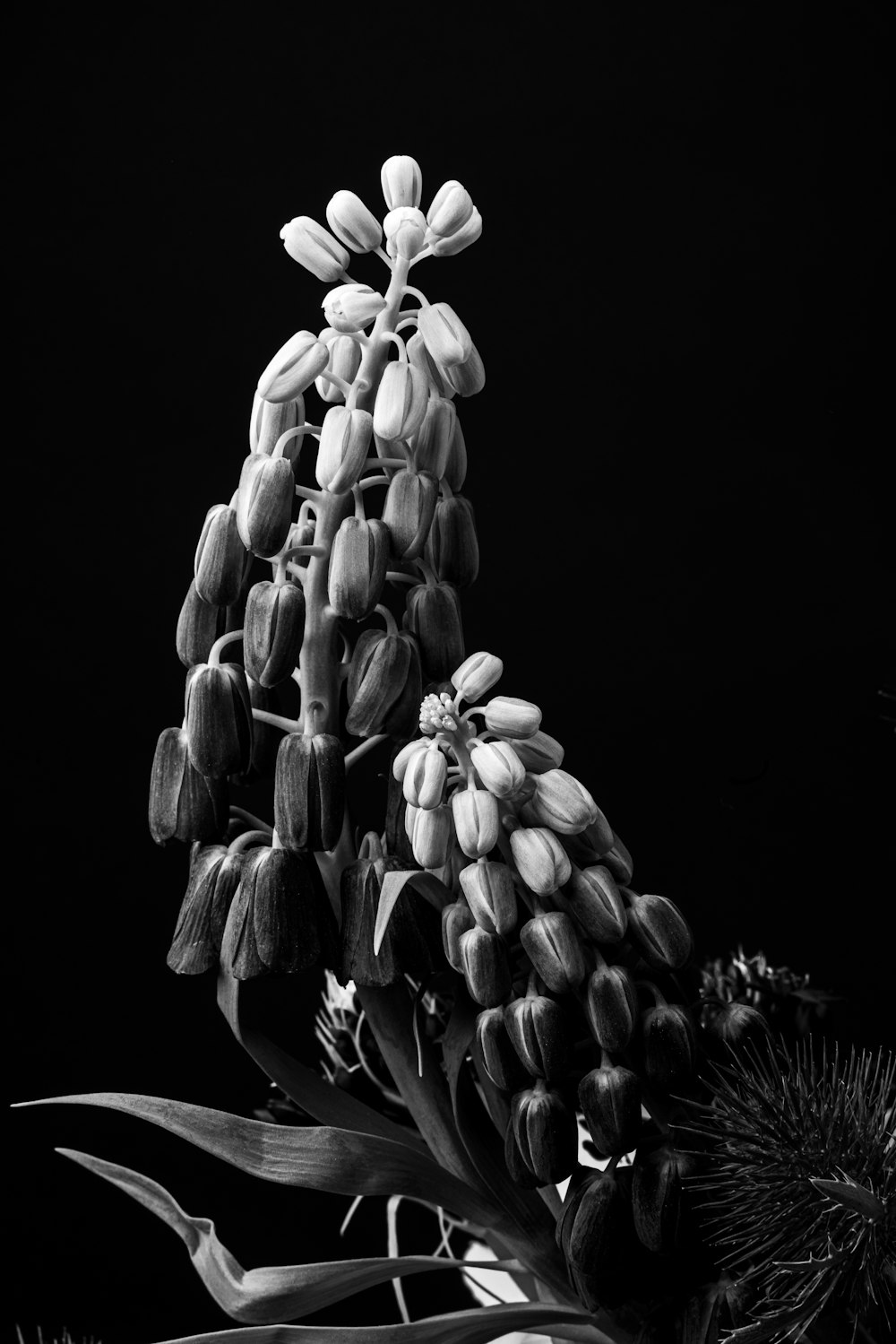 a black and white photo of a flower