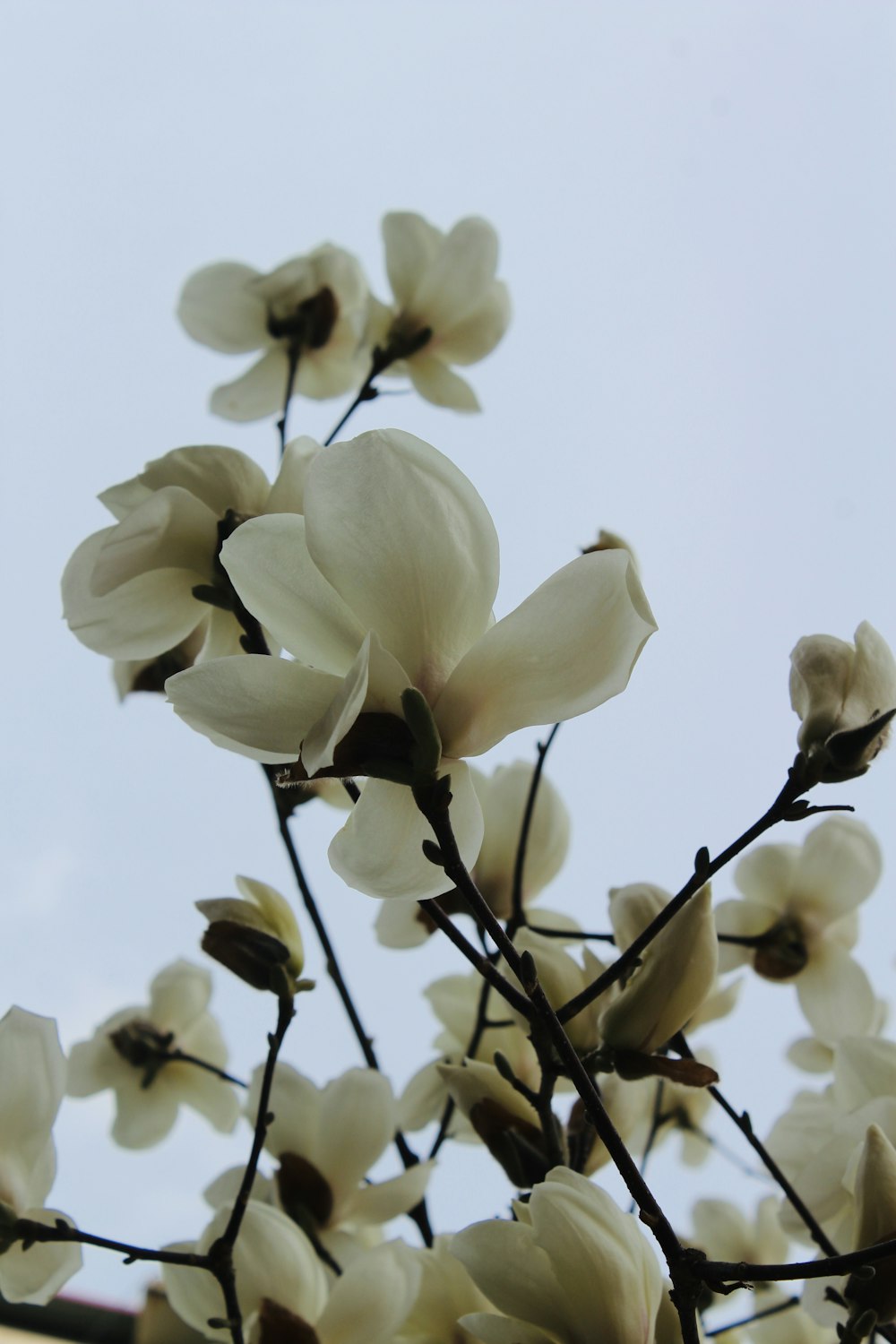 a branch with white flowers against a blue sky