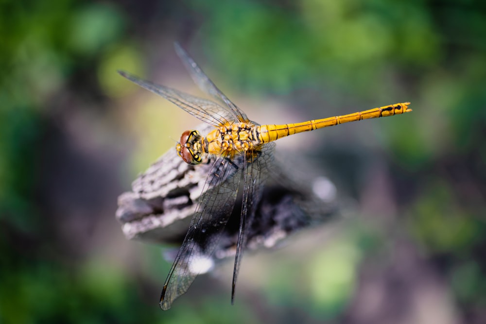 a yellow dragon flys through the air