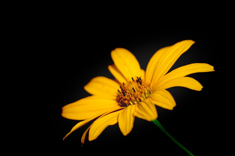 a yellow flower with a black background