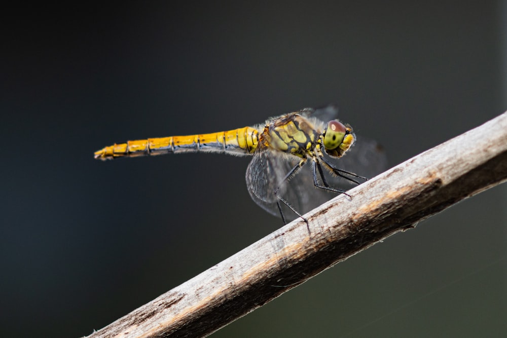 a close up of a dragon fly on a branch