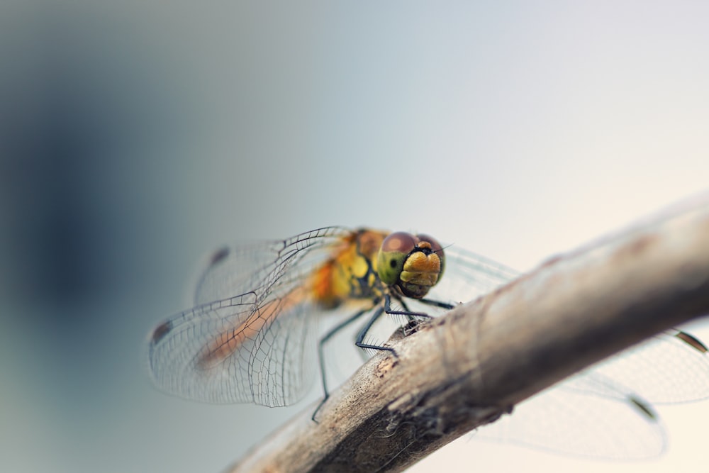 a close up of a dragon fly on a branch