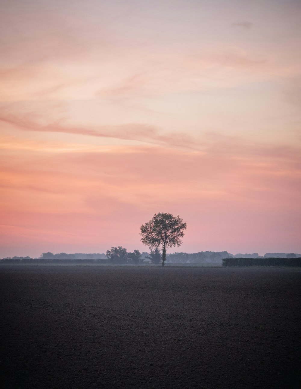 a lone tree in the middle of a field