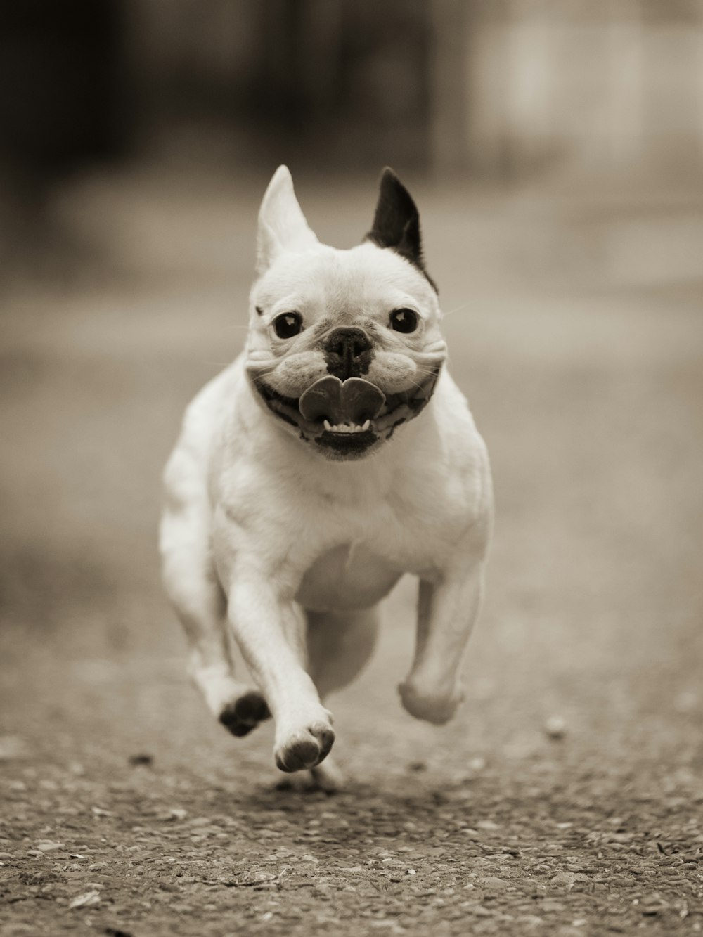 a small white dog running down a road