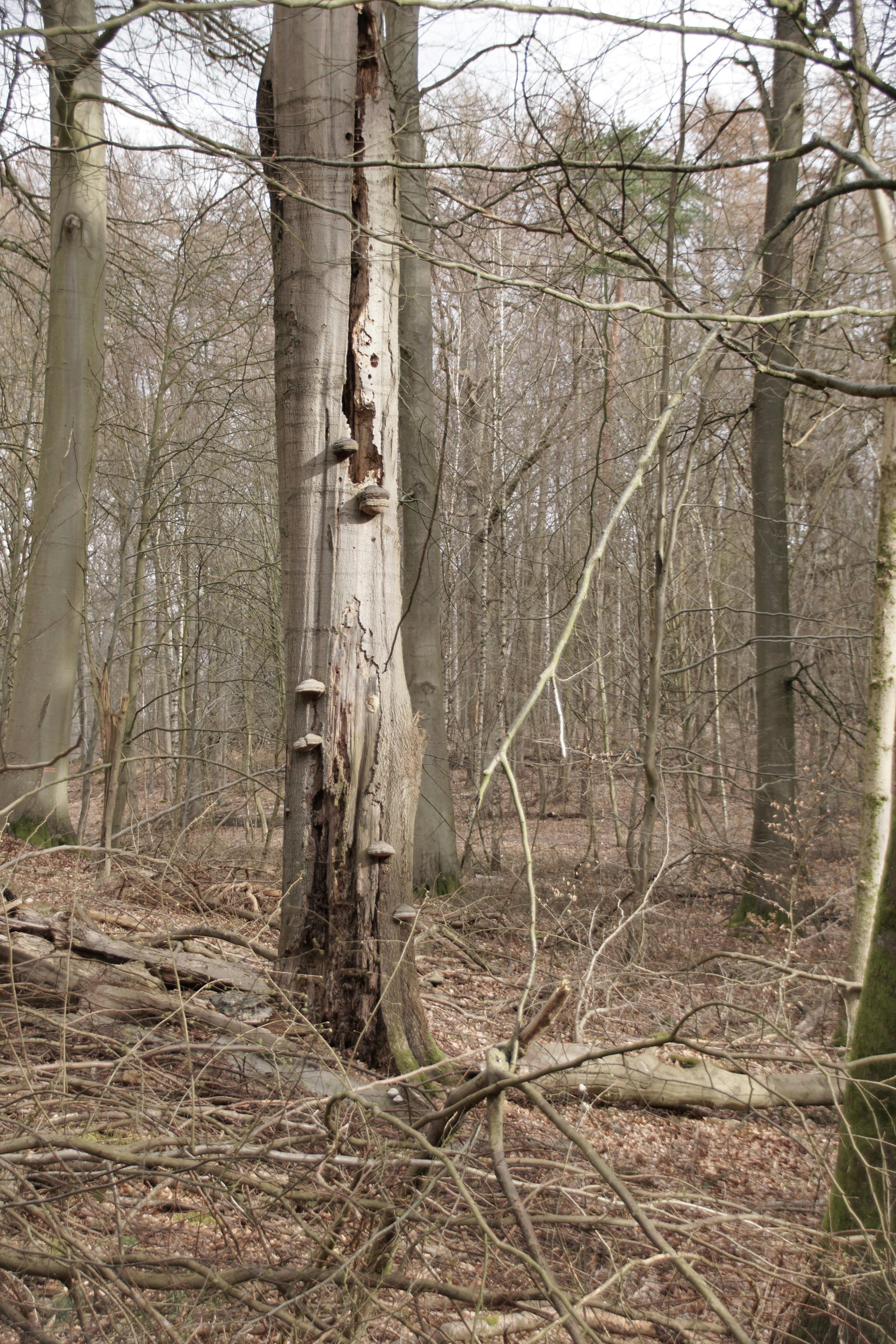 Photo by danielschuh