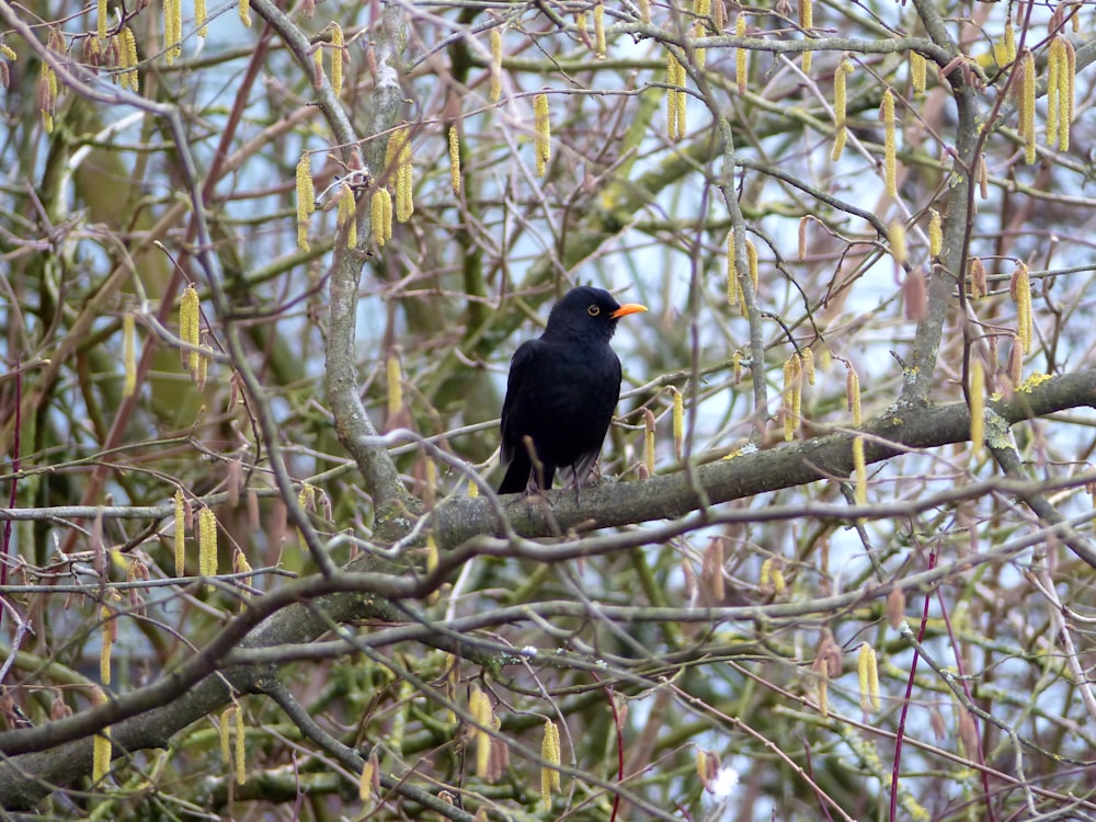 a black bird sitting on top of a tree branch