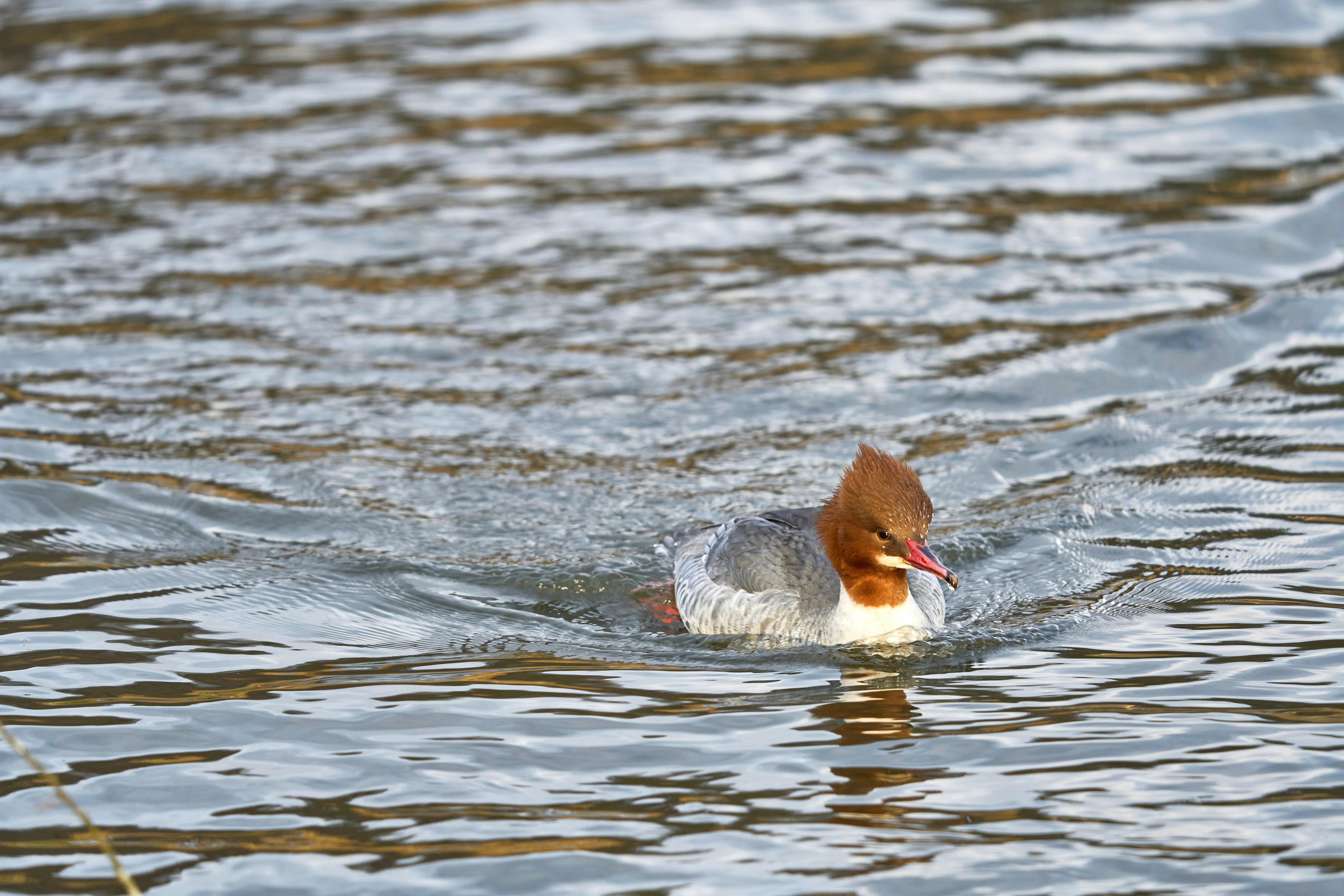 Photo by wolfgang_hasselmann