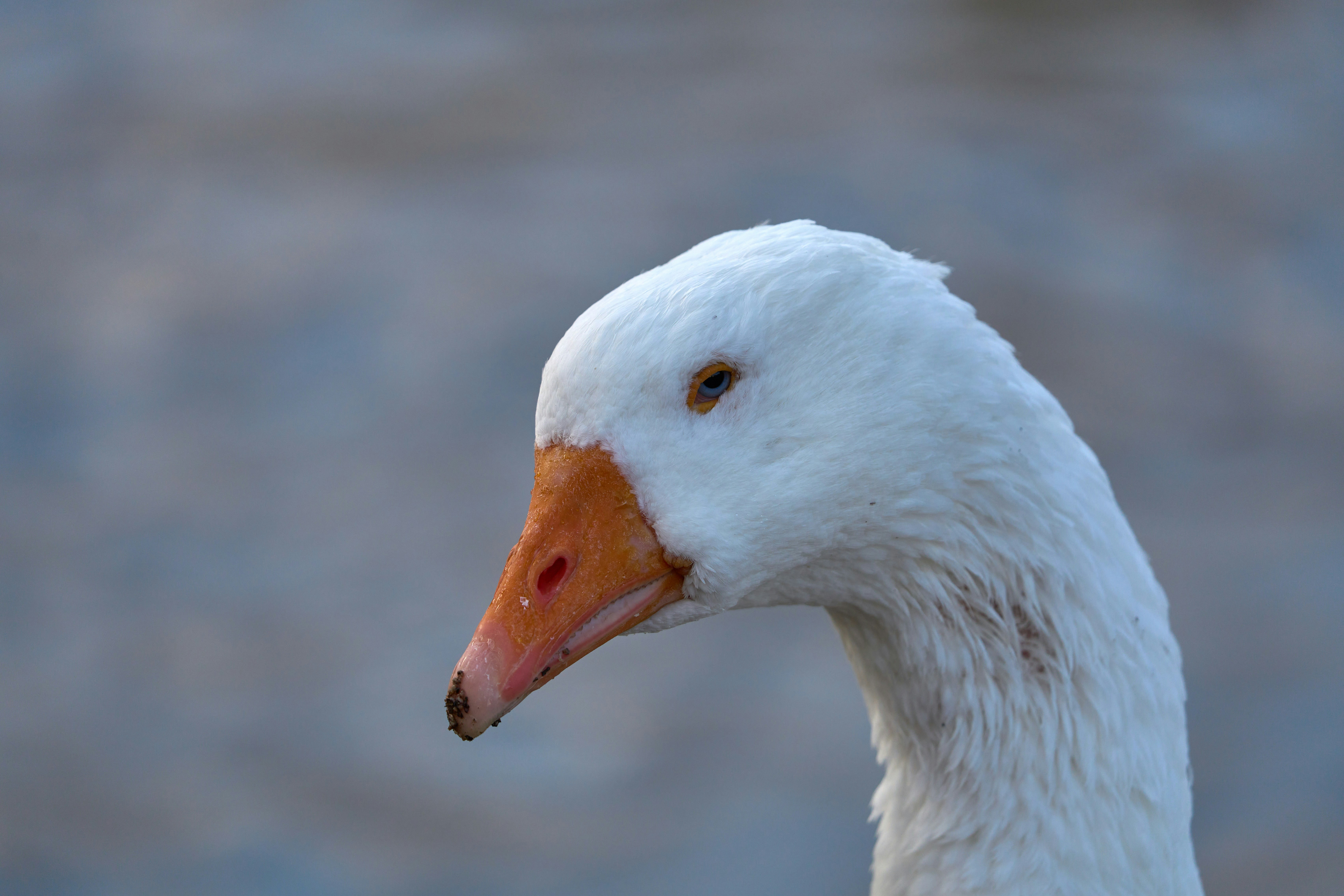 Photo by wolfgang_hasselmann