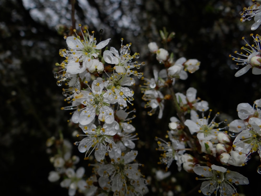 a bunch of white flowers on a tree