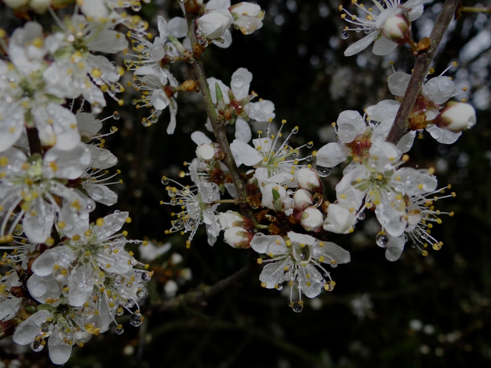 a close up of some white flowers on a tree