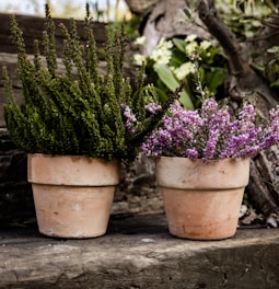 a couple of potted plants sitting on top of a wooden bench