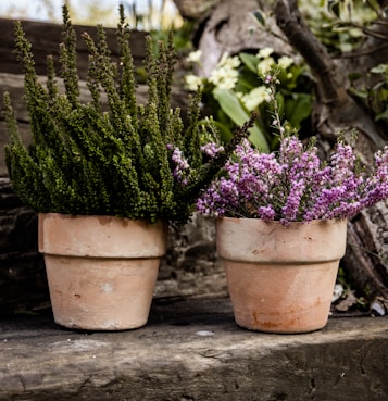 a couple of potted plants sitting on top of a wooden bench