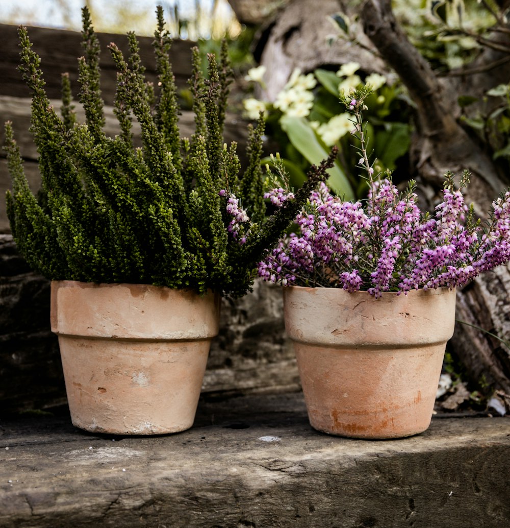 a couple of potted plants sitting on top of a wooden bench