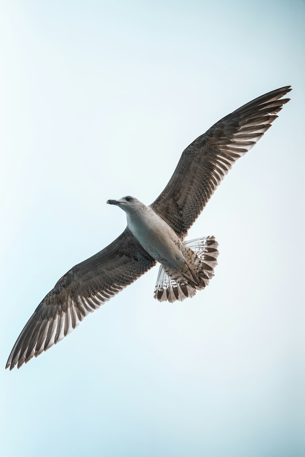 a large bird flying through a blue sky