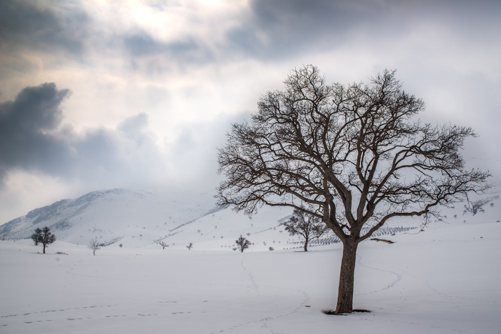 a lone tree in the middle of a snowy field