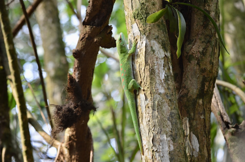 a green lizard climbing up the side of a tree