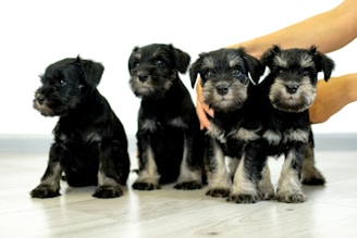 Four small black and gray puppies sit in a row on a light wooden floor. Their fur is fluffy, and they appear to be looking inquisitively forward. A pair of hands gently holds two of the puppies.