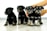 Four small black and gray puppies sit in a row on a light wooden floor. Their fur is fluffy, and they appear to be looking inquisitively forward. A pair of hands gently holds two of the puppies.