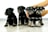 Four small black and gray puppies sit in a row on a light wooden floor. Their fur is fluffy, and they appear to be looking inquisitively forward. A pair of hands gently holds two of the puppies.