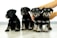 Four small black and gray puppies sit in a row on a light wooden floor. Their fur is fluffy, and they appear to be looking inquisitively forward. A pair of hands gently holds two of the puppies.