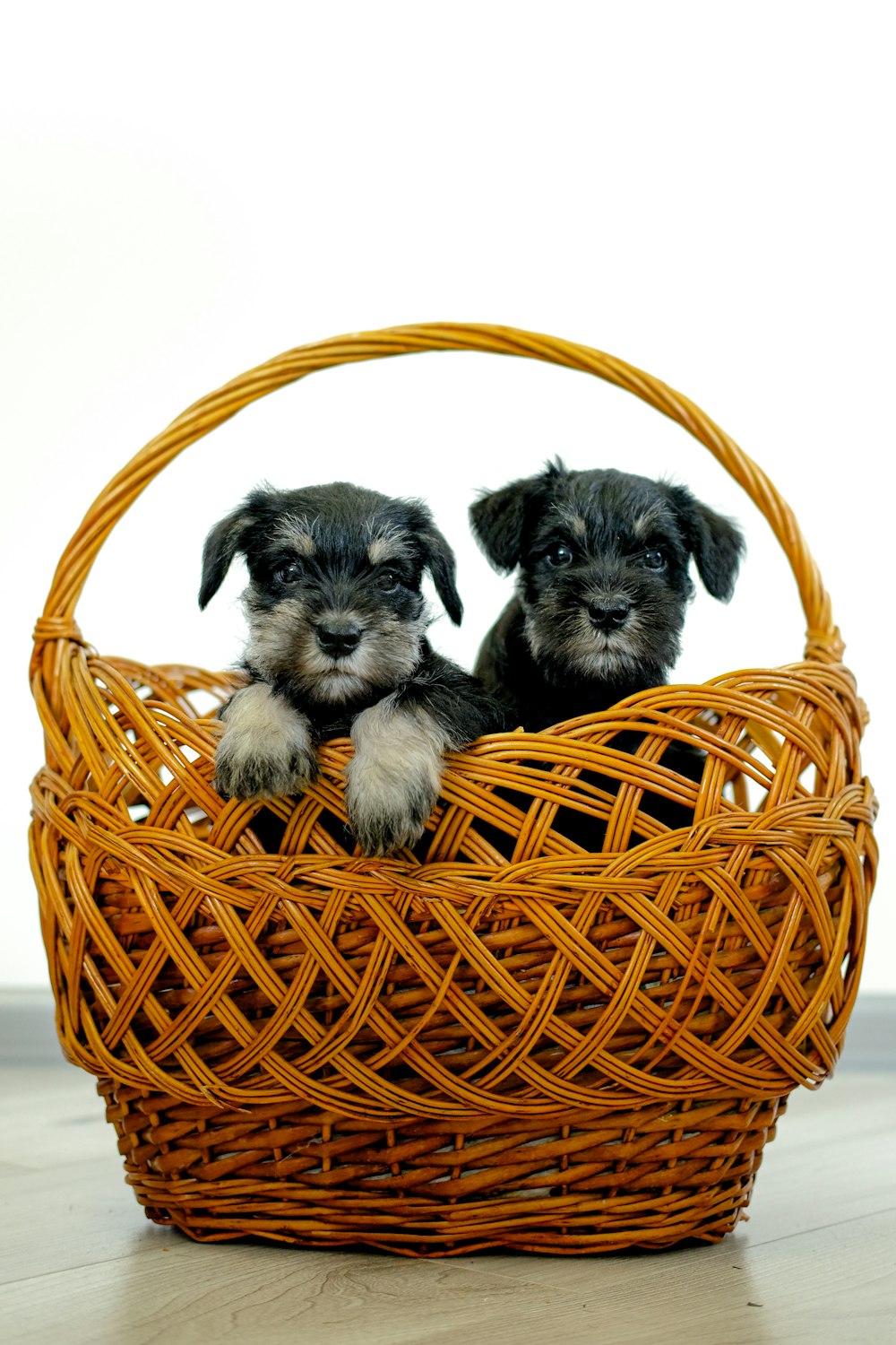 two small dogs sitting in a wicker basket