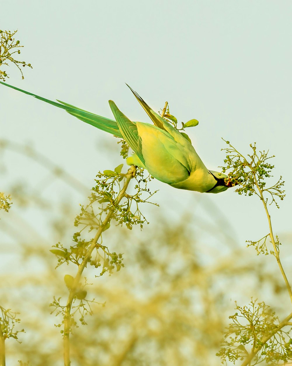 a green and yellow bird sitting on top of a tree branch