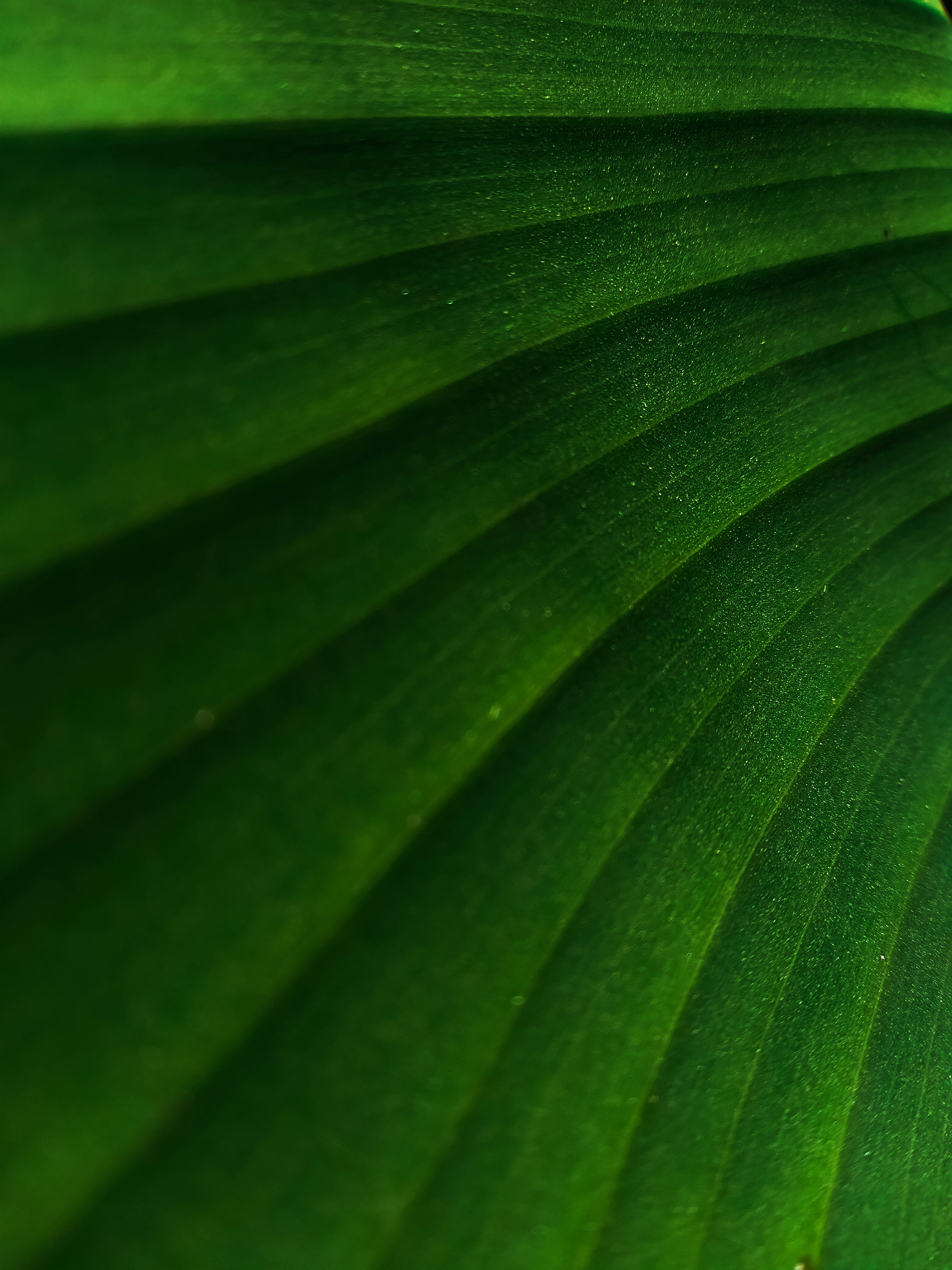 Photo by kiprono_kitur