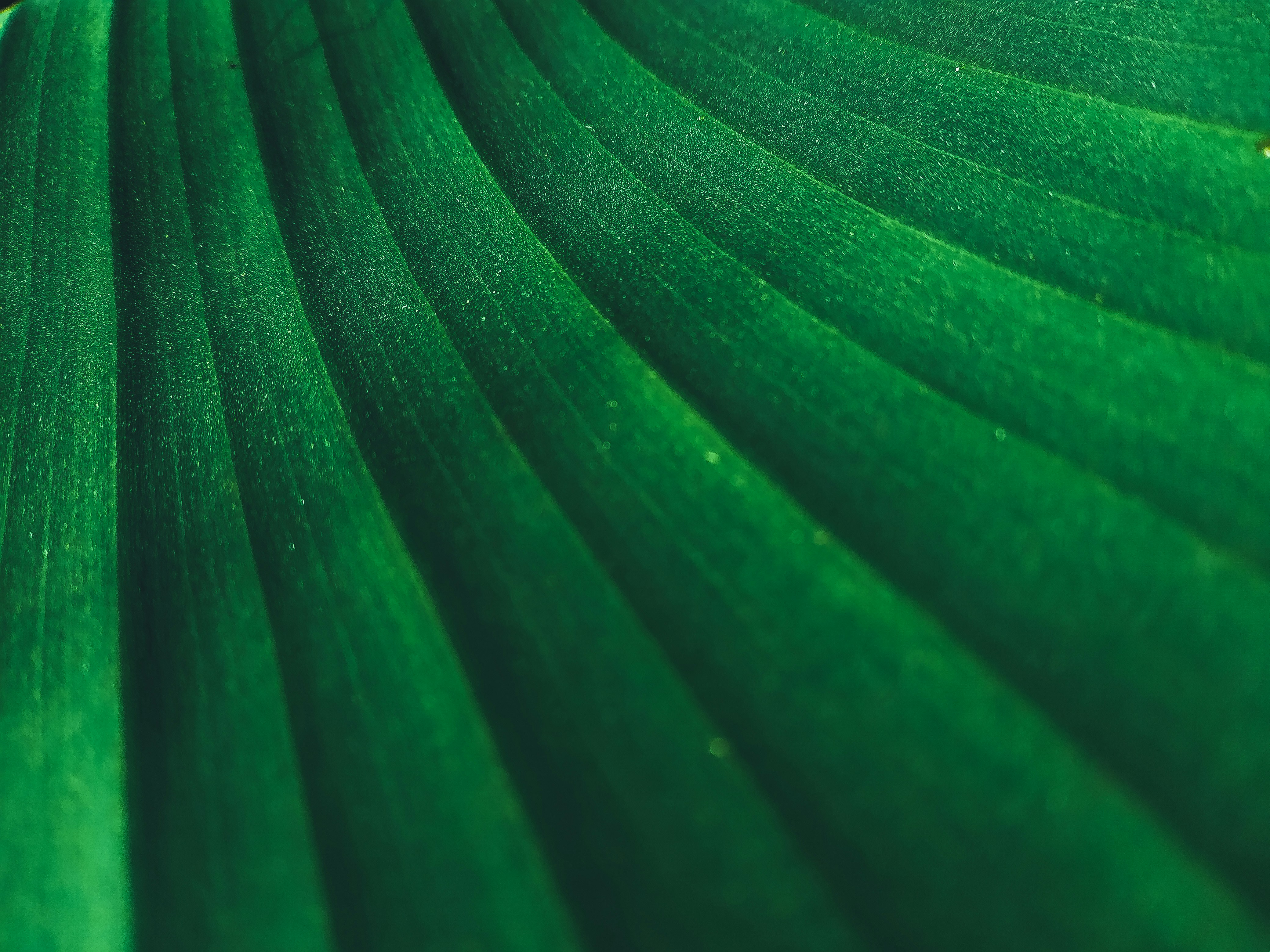 Photo by kiprono_kitur