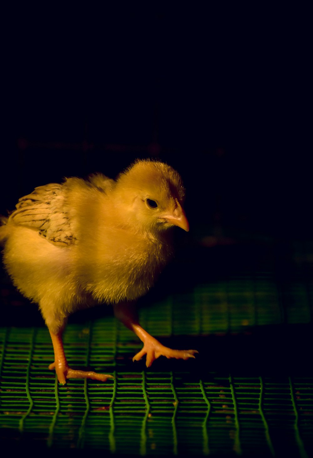 a small chicken standing on top of a metal grate